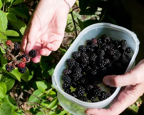 Seeking: Delicious Pastries to Make Use Of a Glut of Homemade Jam